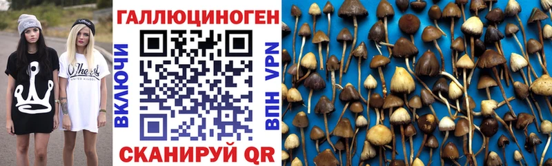 mega как зайти  магазин продажи наркотиков  Махачкала  Псилоцибиновые грибы прущие грибы 